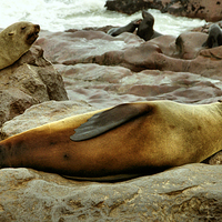 Buy canvas prints of Lazy! South African Fur Seal by Carole-Anne Fooks