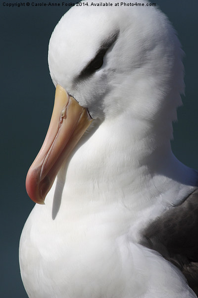 Black-browed Albatross Portrait Picture Board by Carole-Anne Fooks