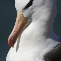 Buy canvas prints of Black-browed Albatross Portrait by Carole-Anne Fooks