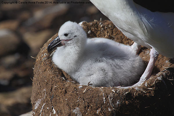 Black-browed Albatross Chick Picture Board by Carole-Anne Fooks
