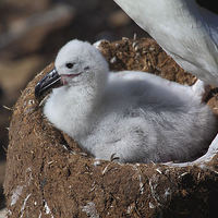 Buy canvas prints of Black-browed Albatross Chick by Carole-Anne Fooks
