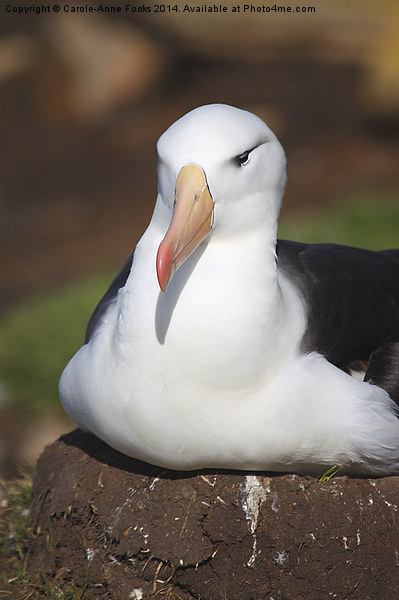 Nesting Black-browed Albatross Picture Board by Carole-Anne Fooks