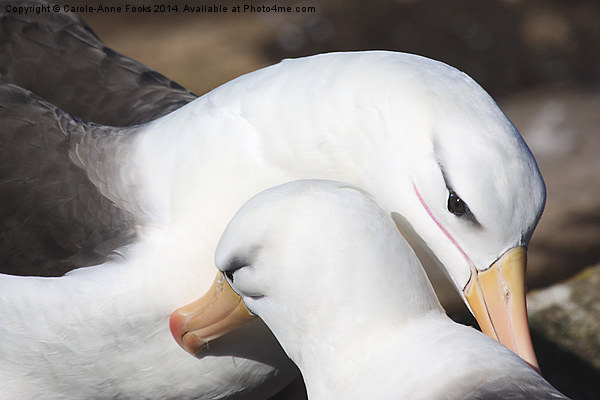 Pair bonding Black-browed Albatross Picture Board by Carole-Anne Fooks