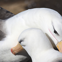 Buy canvas prints of Pair bonding Black-browed Albatross by Carole-Anne Fooks