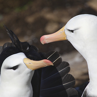 Buy canvas prints of Pair bonding Black-browed Albatross by Carole-Anne Fooks