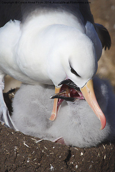 Nesting Black-browed Albatross with Chick Picture Board by Carole-Anne Fooks