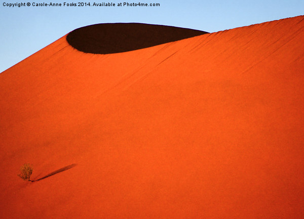 Sculptured dune, Namib Desert soon after sunrise Picture Board by Carole-Anne Fooks
