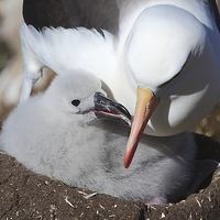 Buy canvas prints of Nesting Black-browed Albatross with Chick by Carole-Anne Fooks