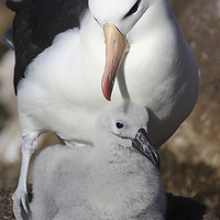Buy canvas prints of Nesting Black-browed Albatross with Chick by Carole-Anne Fooks