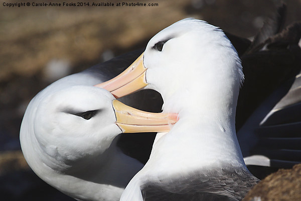 Pair bonding Black-browed Albatross Picture Board by Carole-Anne Fooks