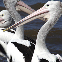 Buy canvas prints of  Australian Pelicans by Carole-Anne Fooks