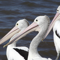 Buy canvas prints of   Australian Pelicans by Carole-Anne Fooks