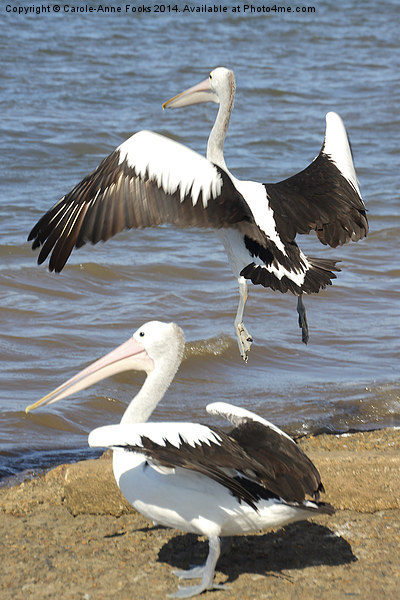   Australian Pelicans - Take Off Picture Board by Carole-Anne Fooks