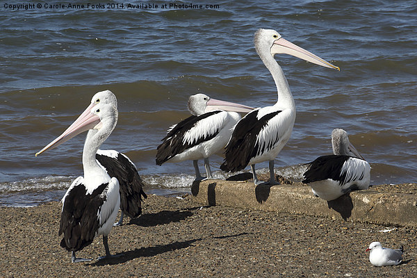   Australian Pelicans Picture Board by Carole-Anne Fooks