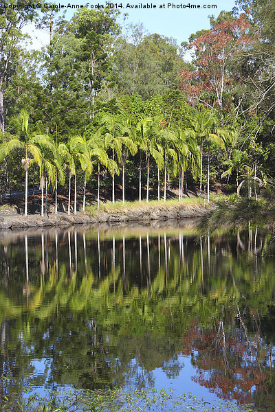  Mount Coot-tha Botanic Gardens, Brisbane Picture Board by Carole-Anne Fooks