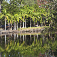 Buy canvas prints of  Mount Coot-tha Botanic Gardens, Brisbane by Carole-Anne Fooks