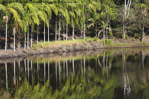   Mount Coot-tha Botanic Gardens, Brisbane Picture Board by Carole-Anne Fooks