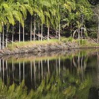 Buy canvas prints of   Mount Coot-tha Botanic Gardens, Brisbane by Carole-Anne Fooks