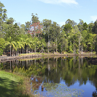 Buy canvas prints of   Mount Coot-tha Botanic Gardens, Brisbane by Carole-Anne Fooks