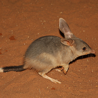 Buy canvas prints of  Cute Bilby by Carole-Anne Fooks