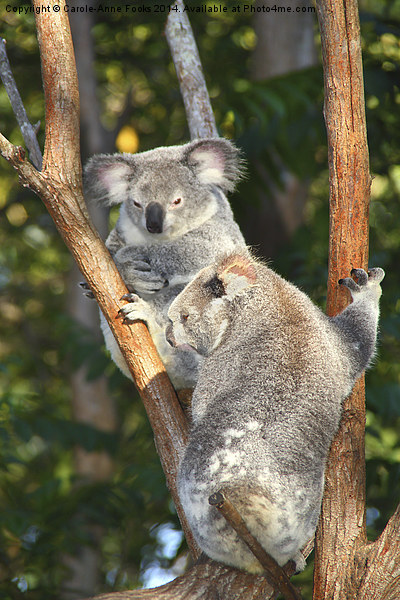  Koalas Picture Board by Carole-Anne Fooks