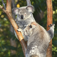Buy canvas prints of  Koalas by Carole-Anne Fooks