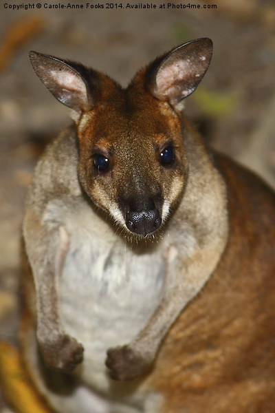  Red-Necked Pademelon Picture Board by Carole-Anne Fooks