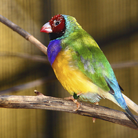 Buy canvas prints of  Gouldian Finch by Carole-Anne Fooks