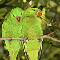 Buy canvas prints of  Scaly-breasted Lorikeets by Carole-Anne Fooks