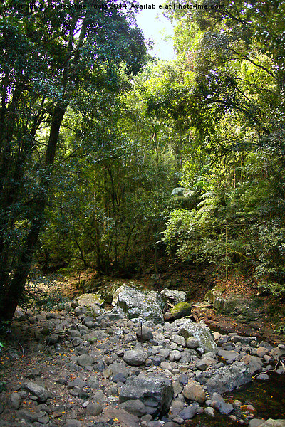  Creek in Springbrook National Park Picture Board by Carole-Anne Fooks