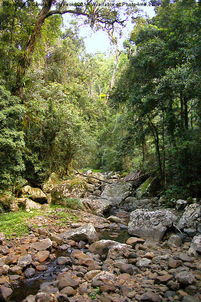  Creek in Springbrook National Park Picture Board by Carole-Anne Fooks