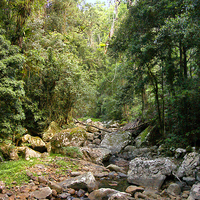 Buy canvas prints of  Creek in Springbrook National Park by Carole-Anne Fooks