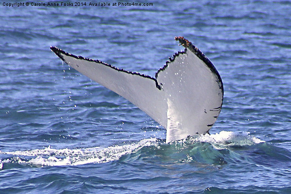  Humpback Whale Tail Flukes Picture Board by Carole-Anne Fooks