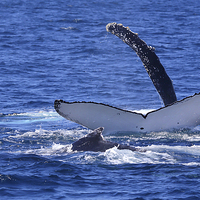 Buy canvas prints of   Humpback Whales Frolicking by Carole-Anne Fooks