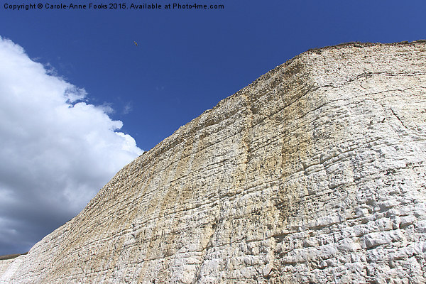   Chalk Cliffs at Saltdean East Sussex Picture Board by Carole-Anne Fooks