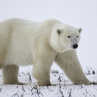 Buy canvas prints of  Male Polar Bear by Carole-Anne Fooks