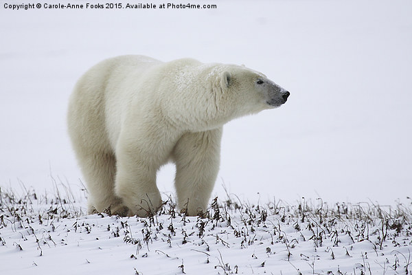  Male Polar Bear Picture Board by Carole-Anne Fooks