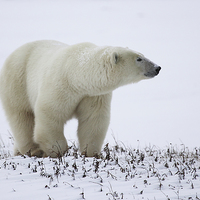 Buy canvas prints of  Male Polar Bear by Carole-Anne Fooks