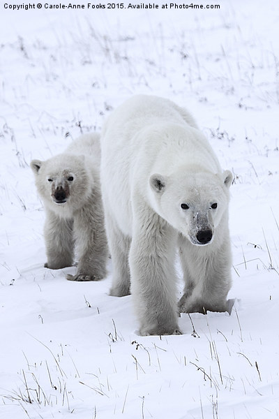 Polar Bear & Her Cub, Churchill, Canada Picture Board by Carole-Anne Fooks