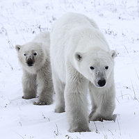 Buy canvas prints of Polar Bear & Her Cub, Churchill, Canada by Carole-Anne Fooks