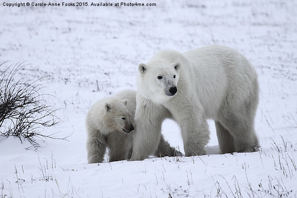  Polar Bear & Her Cub, Churchill, Canada Picture Board by Carole-Anne Fooks