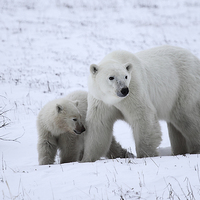 Buy canvas prints of  Polar Bear & Her Cub, Churchill, Canada by Carole-Anne Fooks