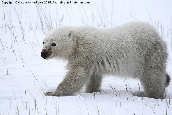  Baby Polar Bear Picture Board by Carole-Anne Fooks