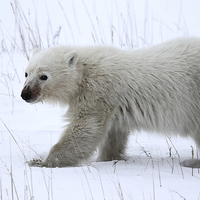 Buy canvas prints of  Baby Polar Bear by Carole-Anne Fooks