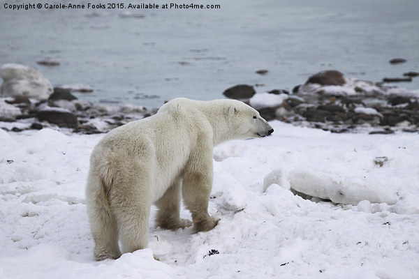  Polar Bear, Churchill, Canada Picture Board by Carole-Anne Fooks