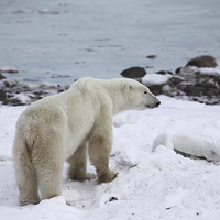 Buy canvas prints of  Polar Bear, Churchill, Canada by Carole-Anne Fooks