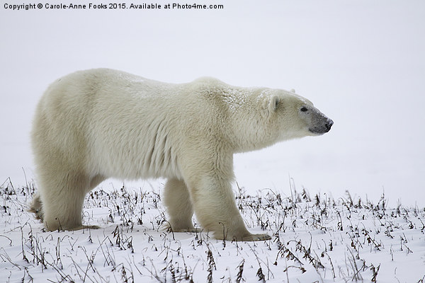   Male Polar Bear Picture Board by Carole-Anne Fooks
