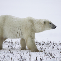 Buy canvas prints of   Male Polar Bear by Carole-Anne Fooks