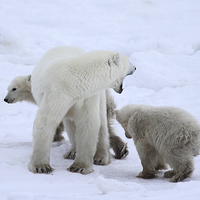 Buy canvas prints of  Polar Bears, Churchill, Canada by Carole-Anne Fooks