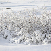 Buy canvas prints of  Hoar Frost on Arctic Willow by Carole-Anne Fooks